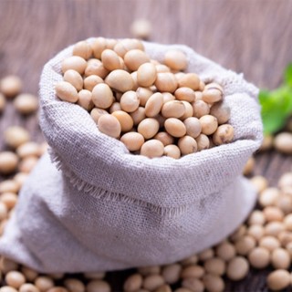 Hạt giống đậu mầm hà lan cao cấp, Hạt giống loại 1 hàng quốc tế