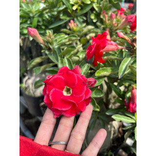 Cây sứ thái ( cây ghép nguyên củ )