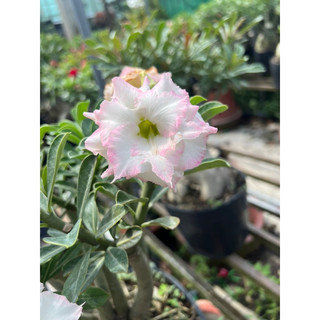 Cây sứ thái ( cây ghép nguyên củ )