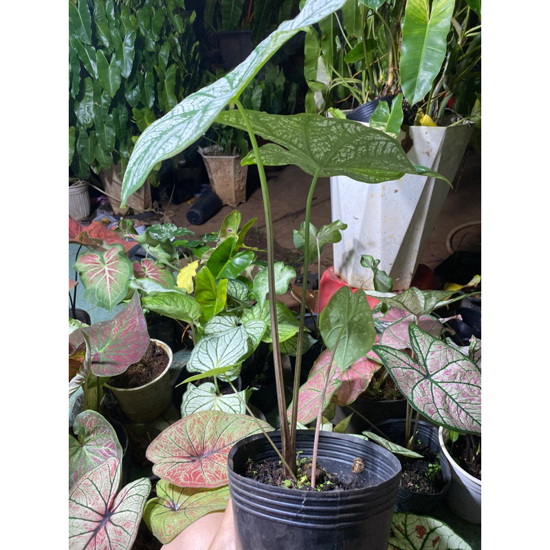 Cây môn trăng.môn giáng sinh