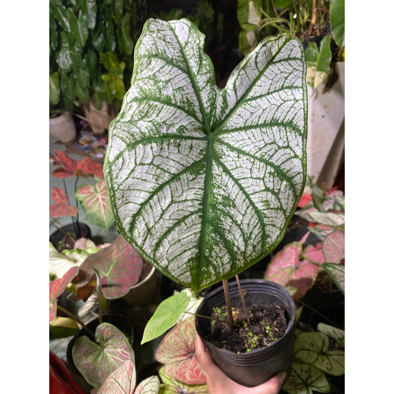 Cây môn trăng.môn giáng sinh