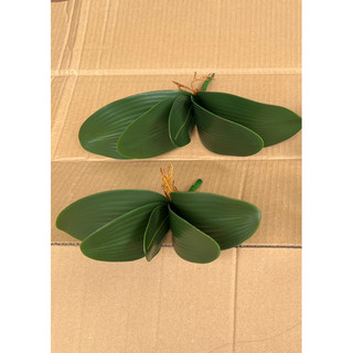 LÁ LAN HỒ ĐIỆP