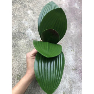 LÁ LAN HỒ ĐIỆP