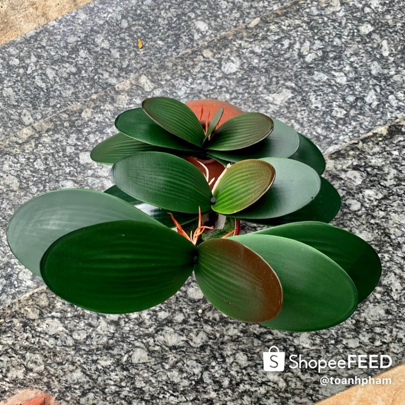 LÁ LAN HỒ ĐIỆP