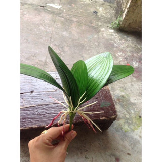 LÁ LAN HỒ ĐIỆP