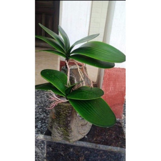 LÁ LAN HỒ ĐIỆP