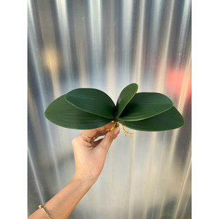 LÁ LAN HỒ ĐIỆP