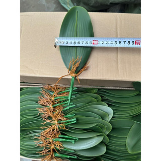 LÁ LAN HỒ ĐIỆP
