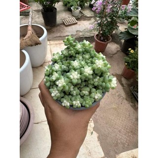 Chậu cây Sen Đá Chuỗi Ngọc siêu xinh