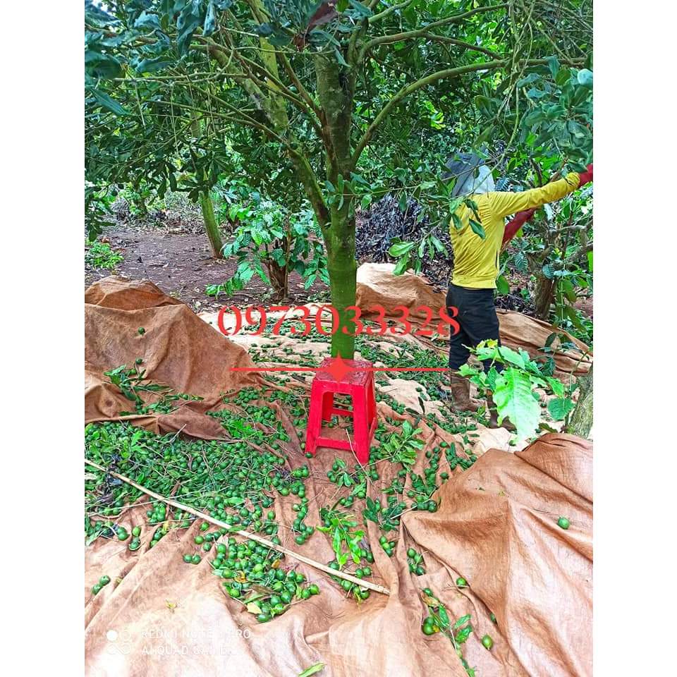 Dầu nguyên chất cao cấp cho trẻ ăn dặm