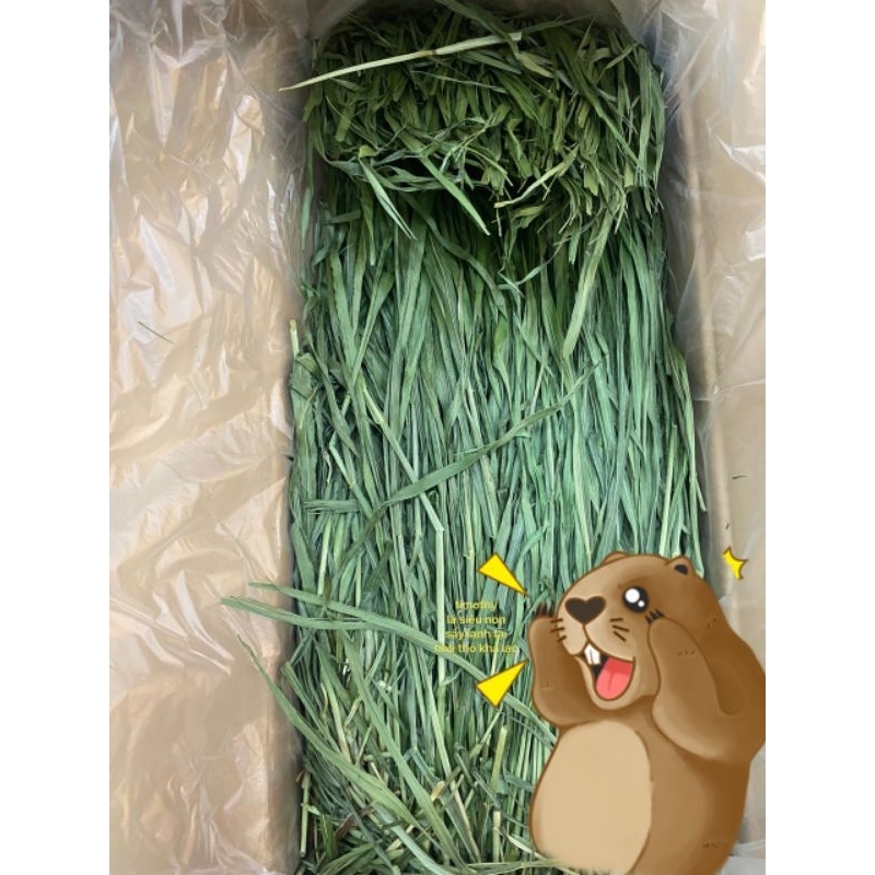 Cỏ timothy lá non nguyên thùng sấy lạnh cho thỏ - bọ - chinchilla - sóc - rùa