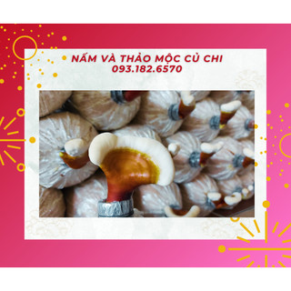 10 phôi nấm hai loại dễ trồng, dễ chăm sóc