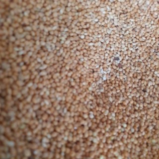 Hạt kê vàng 500g