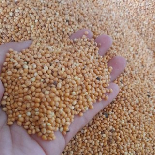 Hạt kê vàng 500g