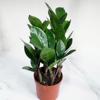 Cây kim tiền để bàn hút tài lộc