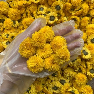 100g hoa cúc vàng vip đẹp, pha trà thanh nhiệt, cúc bông to