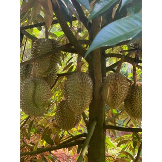 KÍCH RỄ ROOTS PLUS (Chai 1 Lít) - Ra rễ cực mạnh