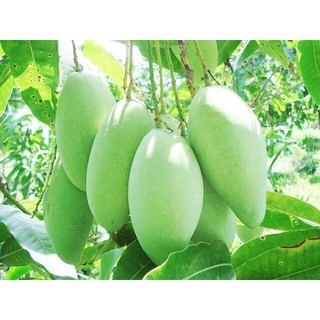 KÍCH RỄ ROOTS PLUS (Chai 1 Lít) - Ra rễ cực mạnh