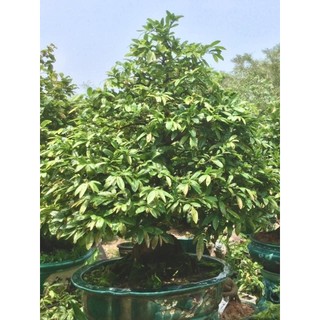 KÍCH RỄ ROOTS PLUS (Chai 1 Lít) - Ra rễ cực mạnh