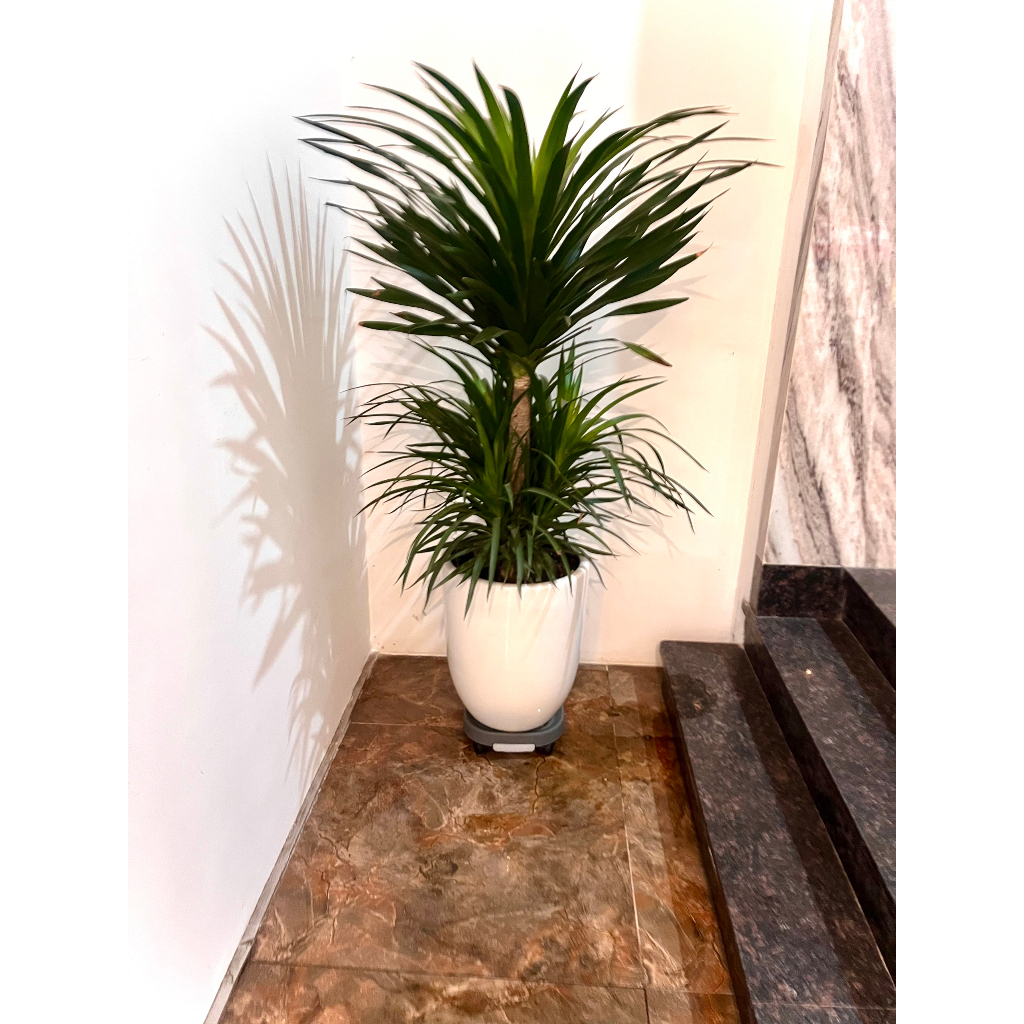 Đế Kê Chậu Cây-Đế Lót Chậu Hoa ,Cây Cảnh Có Bánh Xe Di Chuyển Đa Năng , khay hứng nước tiện lợi