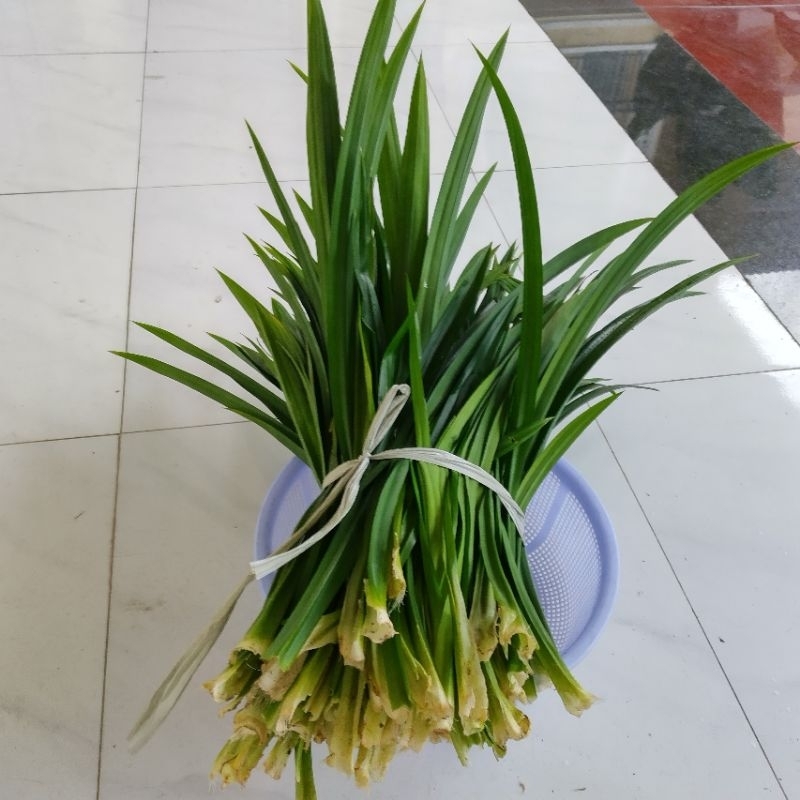 0,5 kg lá dứa nhà trồng nấu trà bí đao, xôi, chè chỉ giao miền nam