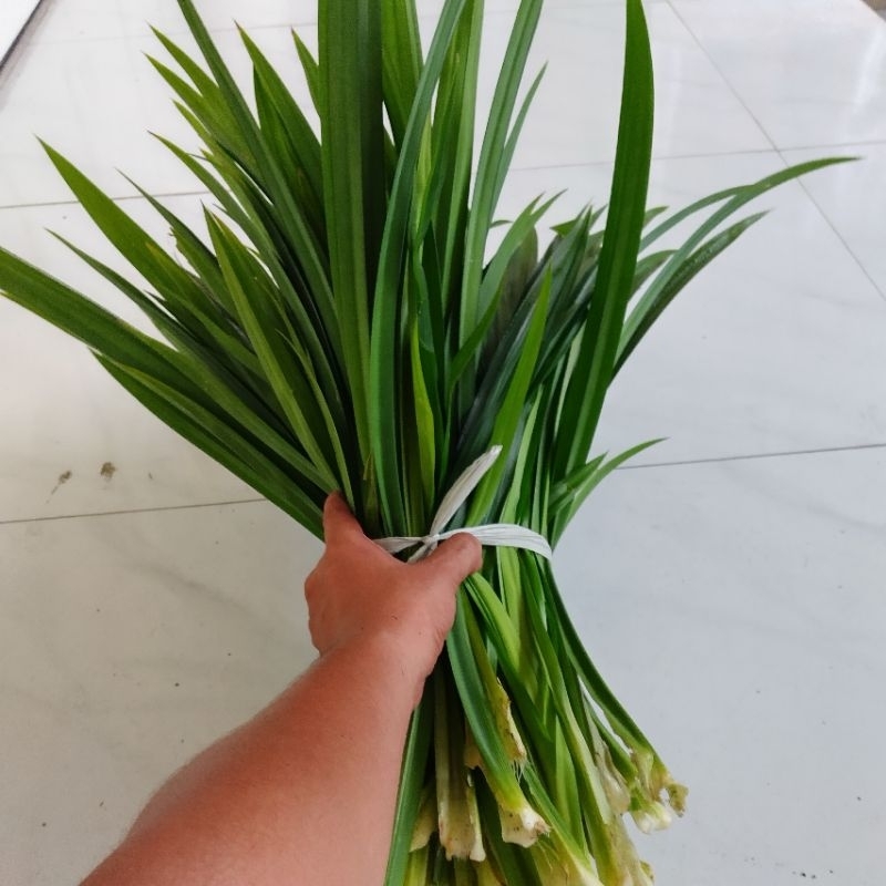 0,5 kg lá dứa nhà trồng nấu trà bí đao, xôi, chè chỉ giao miền nam