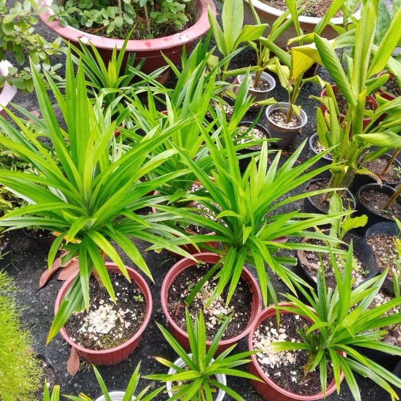 0,5 kg lá dứa nhà trồng nấu trà bí đao, xôi, chè chỉ giao miền nam