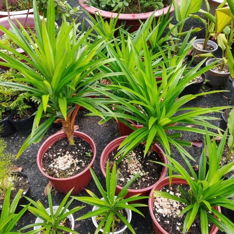 0,5 kg lá dứa nhà trồng nấu trà bí đao, xôi, chè chỉ giao miền nam