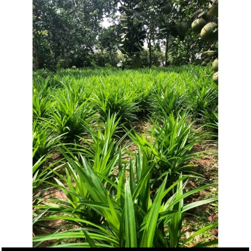 0,5 kg lá dứa nhà trồng nấu trà bí đao, xôi, chè chỉ giao miền nam