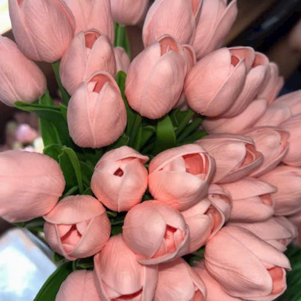 Hoa tulip silicon trang trí nhà trang trí phòng trà trang trí ngày tết