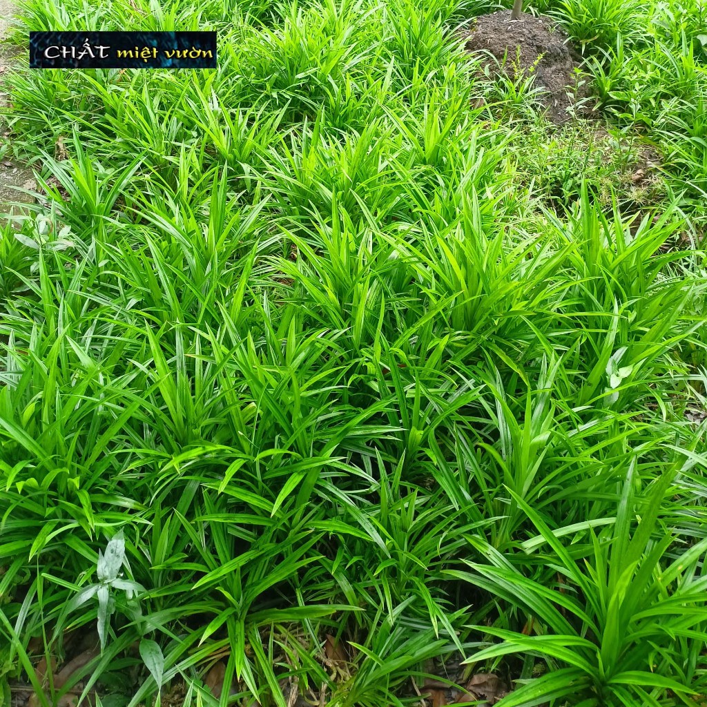 Combo 10 cây lá dứa giống - Lá nếp thơm