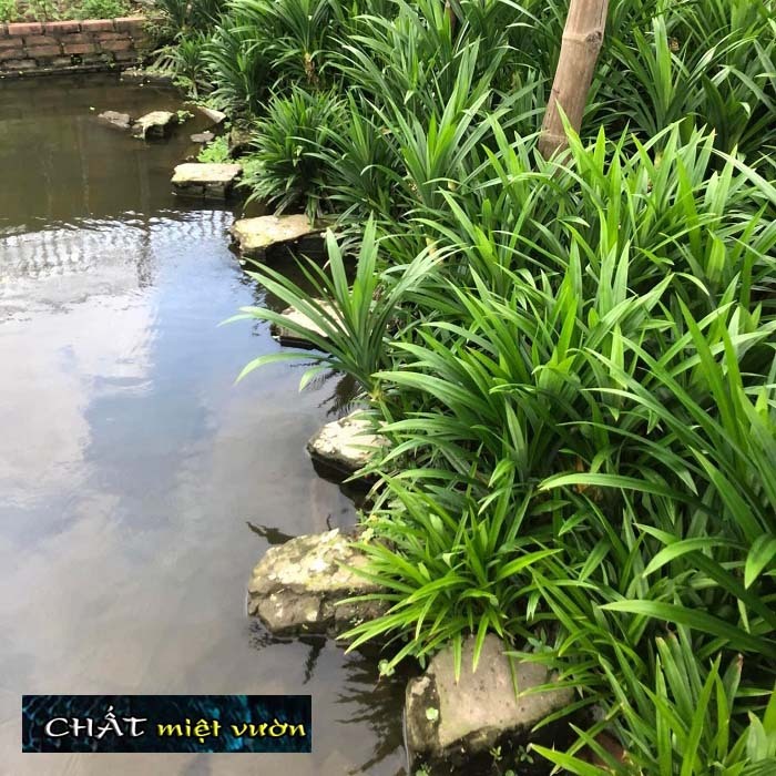 Combo 10 cây lá dứa giống - Lá nếp thơm