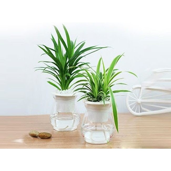 Combo 10 cây lá dứa giống - Lá nếp thơm