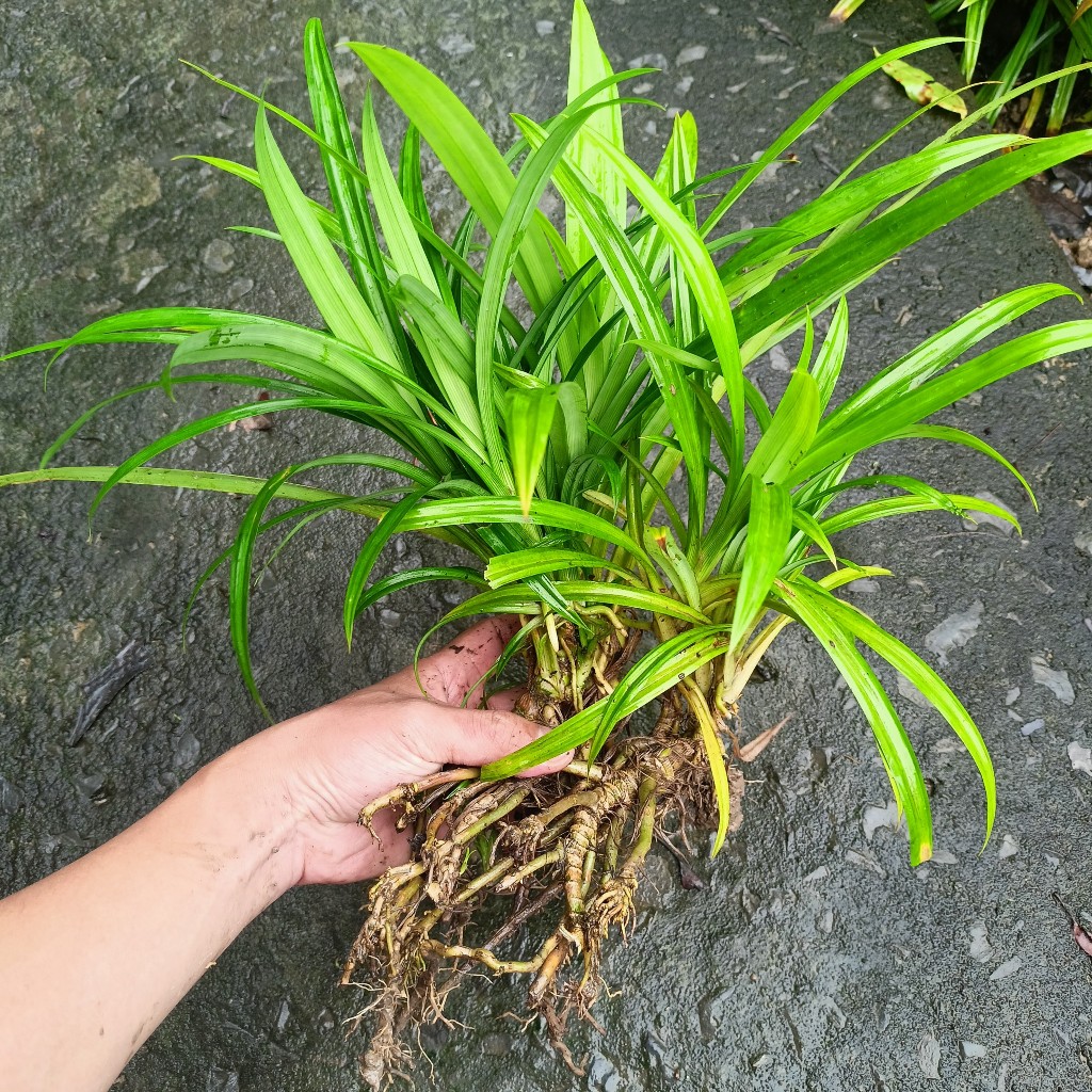 Combo 10 cây lá dứa giống - Lá nếp thơm