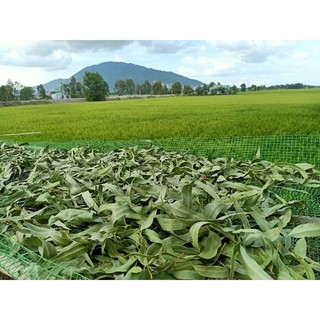 1kg lá bạch đàn phơi khô tự nhiên