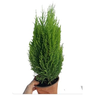 Cây Tùng thơm hương thơm dịu nhẹ, xua đuổi tà ma chậu đỏ