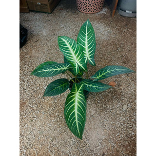 Chậu Caladium Lindenii - Môn Thái Lindenii