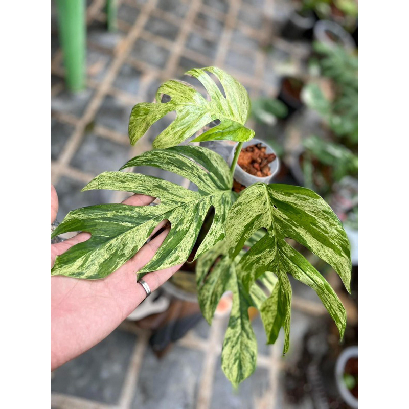 Cây Trầu Bà Lá Xẻ