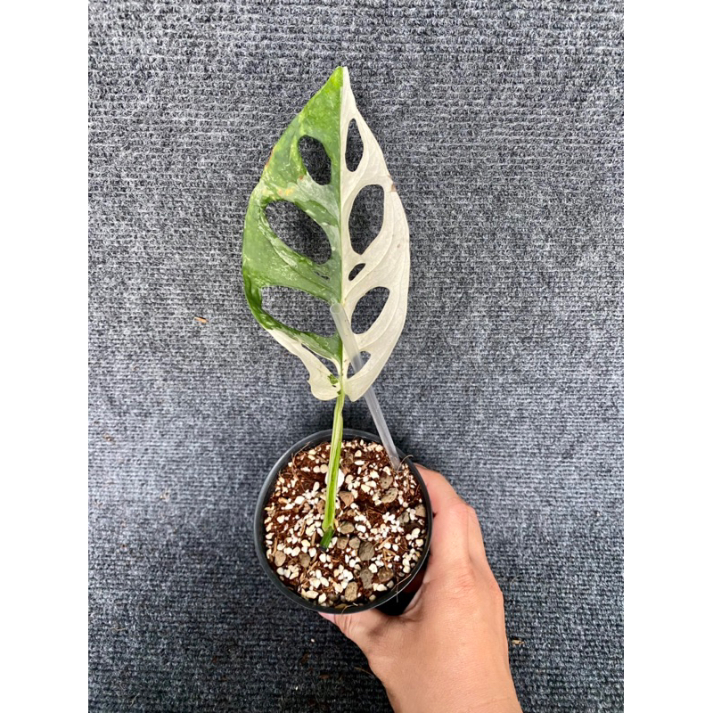 Cây Trầu Bà Lỗ