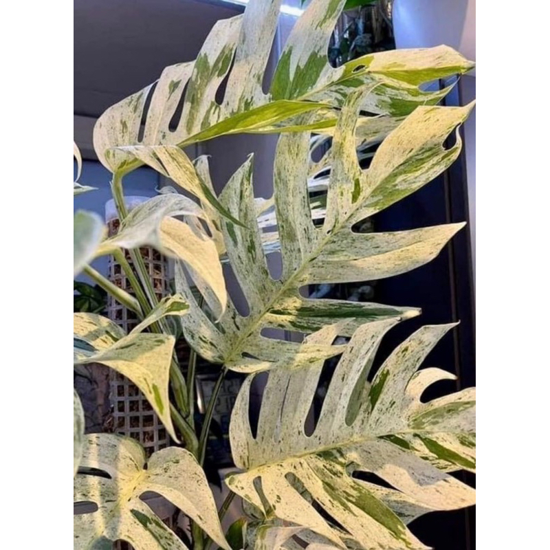 Cây Trầu Bà Lá Xẻ