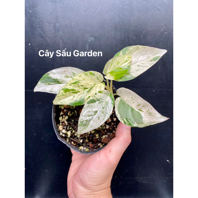 Cây Trầu Bà Lá Xẻ