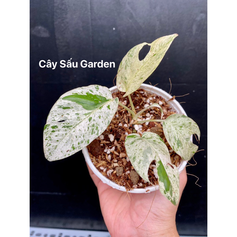 Cây Trầu Bà Lá Xẻ