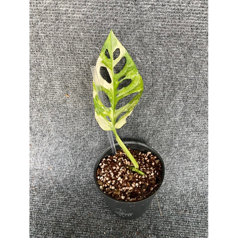 Cây Trầu Bà Lỗ