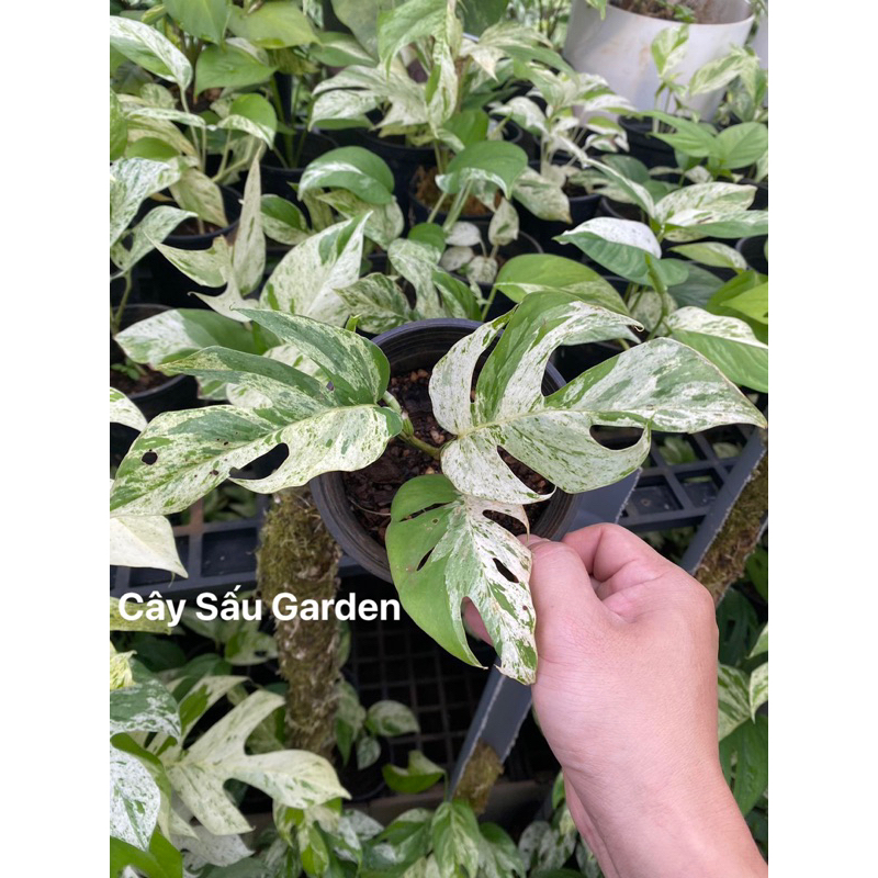 Cây Trầu Bà Lá Xẻ