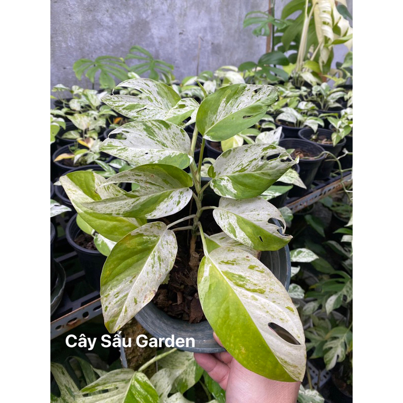 Cây Trầu Bà Lá Xẻ