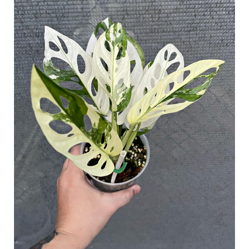 Cây Trầu Bà Lỗ