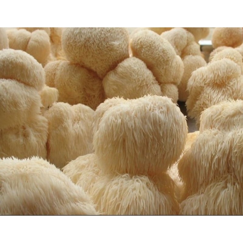 Lion's Mane Litropane 18000mg, Nấm Hầu Thủ Hữu Cơ, Chống Thoái Hóa Não, Hỗ Trợ Ung Bướu, Chống Oxy Hóa Bionetix