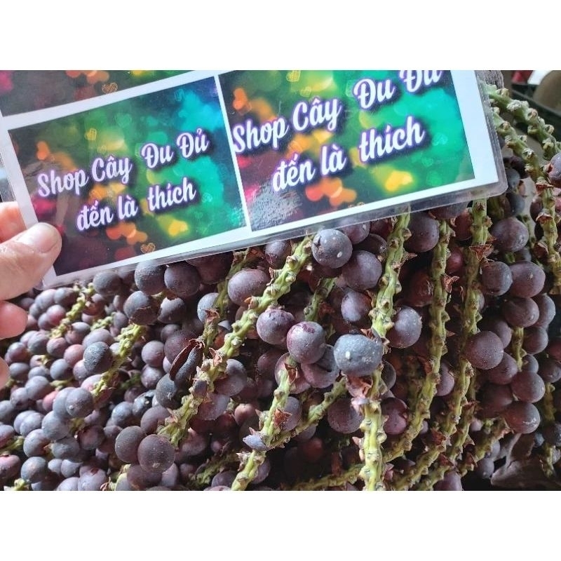 Combo 10 cây giống Đủng Đỉnh