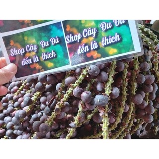 Combo 10 cây giống Đủng Đỉnh