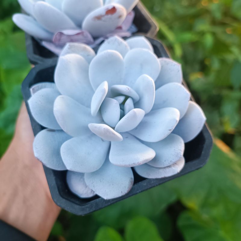 Sale++ Sen Đá Laui Tuyết Rất Đẹp chậu 9cm.